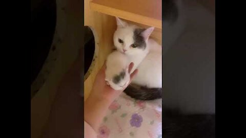 Aww Cute Baby Cat Video Funny