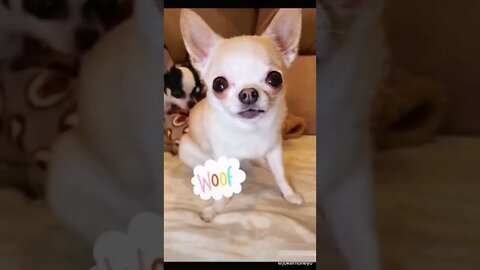 Dogs-Cute and funny dogs-Baby dogs-Puppies video #12