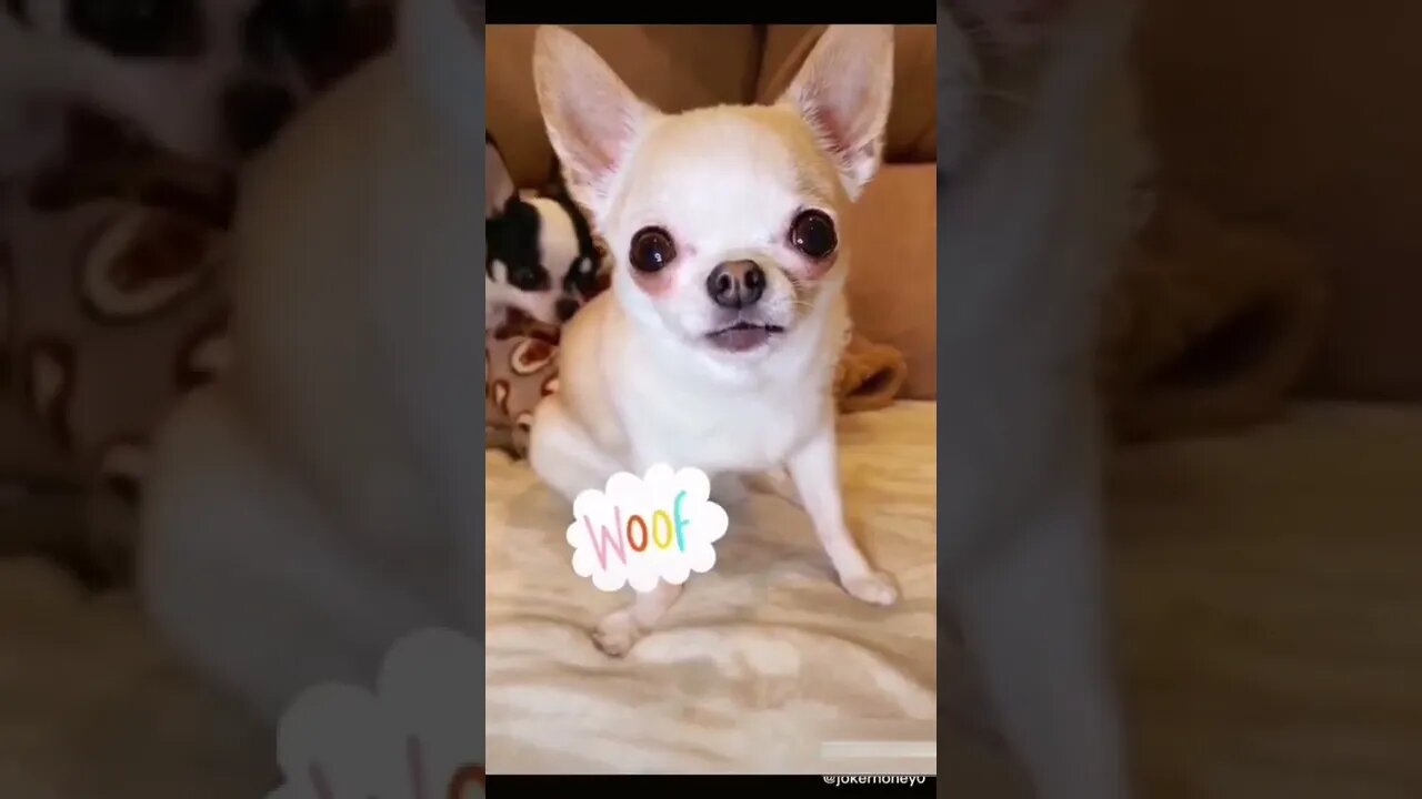 Dogs-Cute and funny dogs-Baby dogs-Puppies video #12