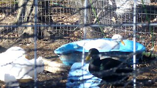 Duck Cleaning Itself in a Small Pool