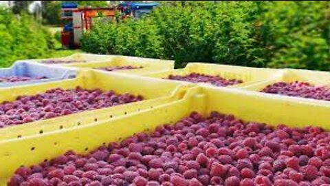 Red Raspberry Harvesting and Processing - Red Raspberry Cultivation Technology - Raspberry Factory