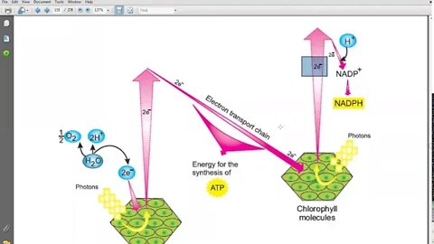 9th Class Bio Light Reactions