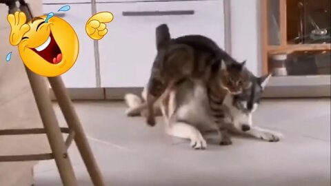 Funny Dogs and Cats Videos - Funny Pets Try Not To Laugh - Best Funny Animal Videos #33