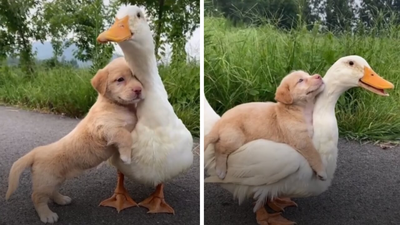 Adorable Puppy and Duck have the cutest friendship