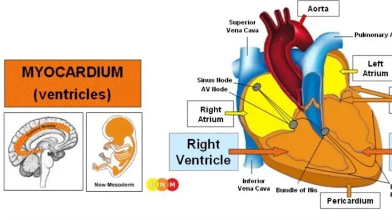 Heart ❤ "One of Several Biological Programs with GNM"