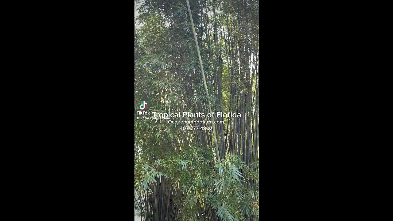Tropical Plants of Florida -Bamboo Nursery near me 407-777-4807