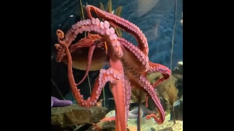 Octopus - Georgia Aquarium