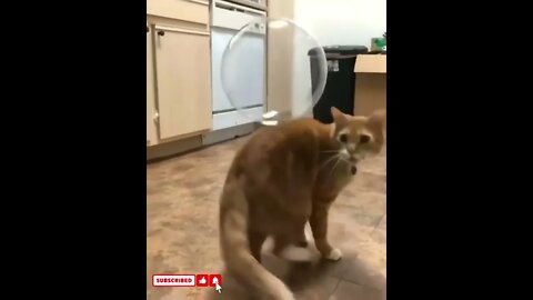 funny cat videos cute cat videos cute animals funny cats #shorts #shortsfunny #cutecat #funnycat