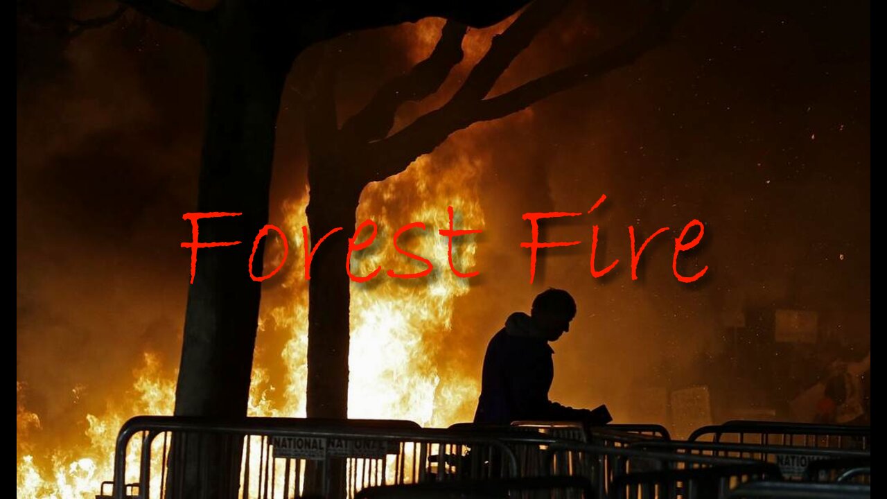 Forest Fire