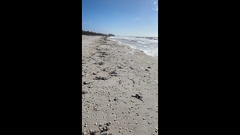 Livestream Replay - Windy Barefoot Beach Reopens!