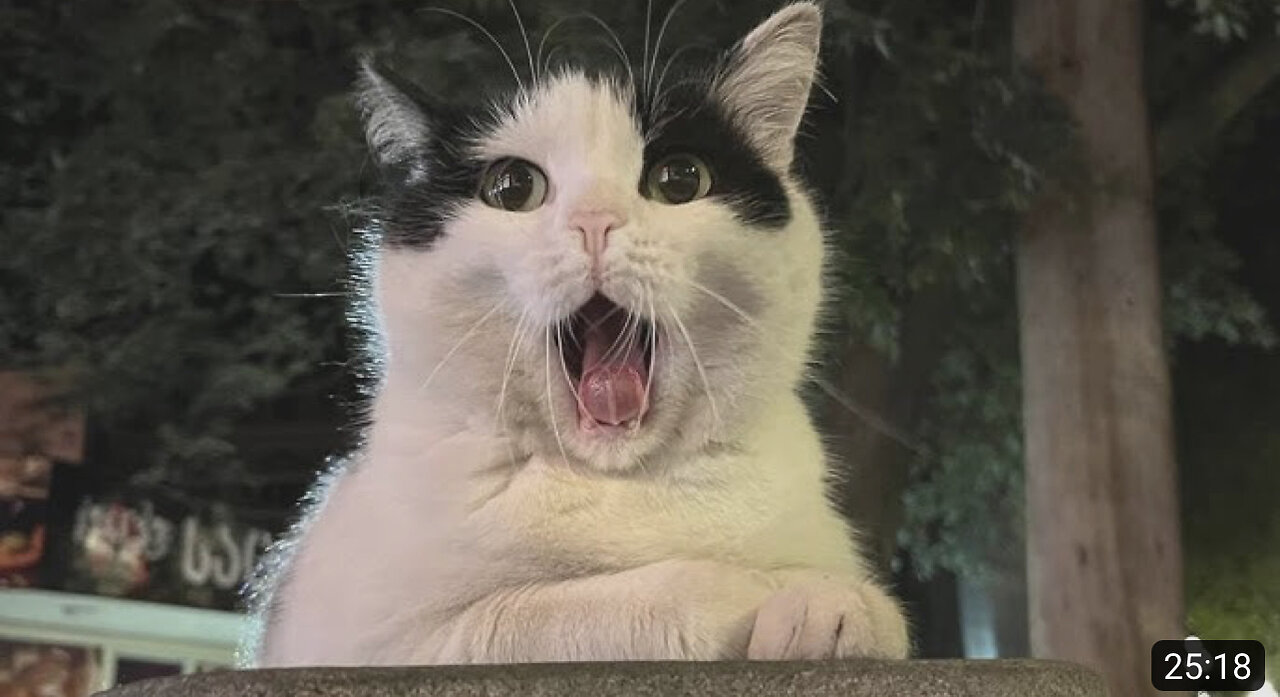 Probably the Funniest Pet Video on Rumble😁 - Funny Animals