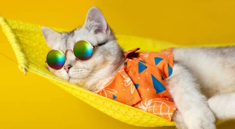 Cat-tastic Comedy: The Ultimate Feline Fun Compilation!