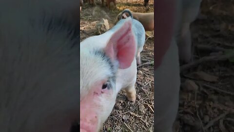 Little Pig Says Hi @UncleTimsFarm #kärnəvór #carnivore #shorts #hereford #freerangepigs