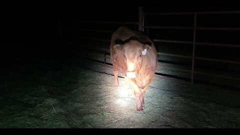2 am Heifer Check