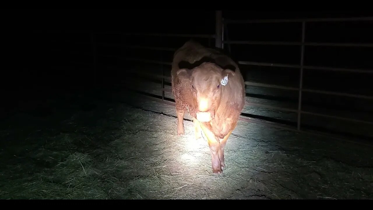 2 am Heifer Check