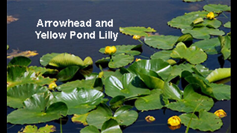 PFTTOT Part 177 Arrowhead and Yellow Pond Lilly