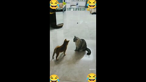 funny moments of pet 🐶🐕!!😅!! you can't stop laughing 🛑🤣!! #trending #viral #funny