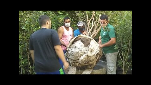 jabuticabeira híbrida gigante produzindo sem parar em vaso para o replantio foi nescessário trator