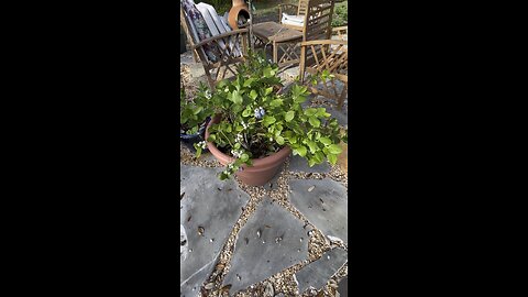 After the rain/ Tiny garden progress