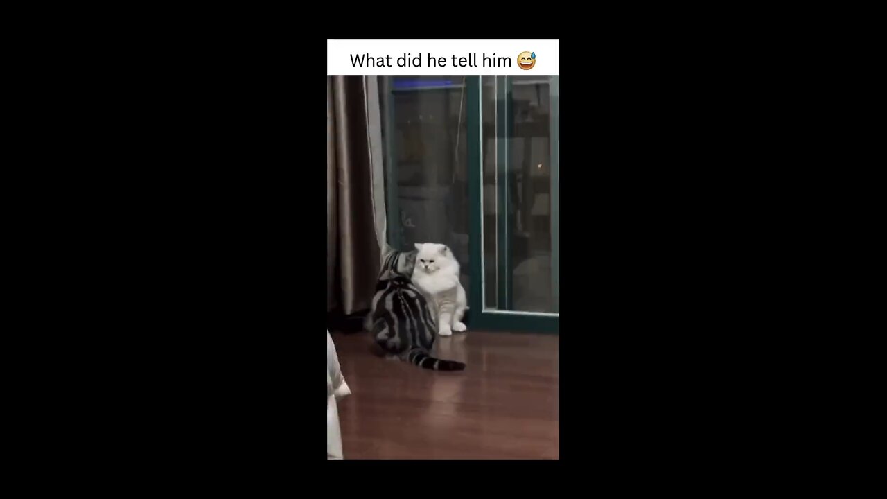 funny pets|funny cats🤣🤣