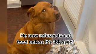 DOG always prays with owner before eating