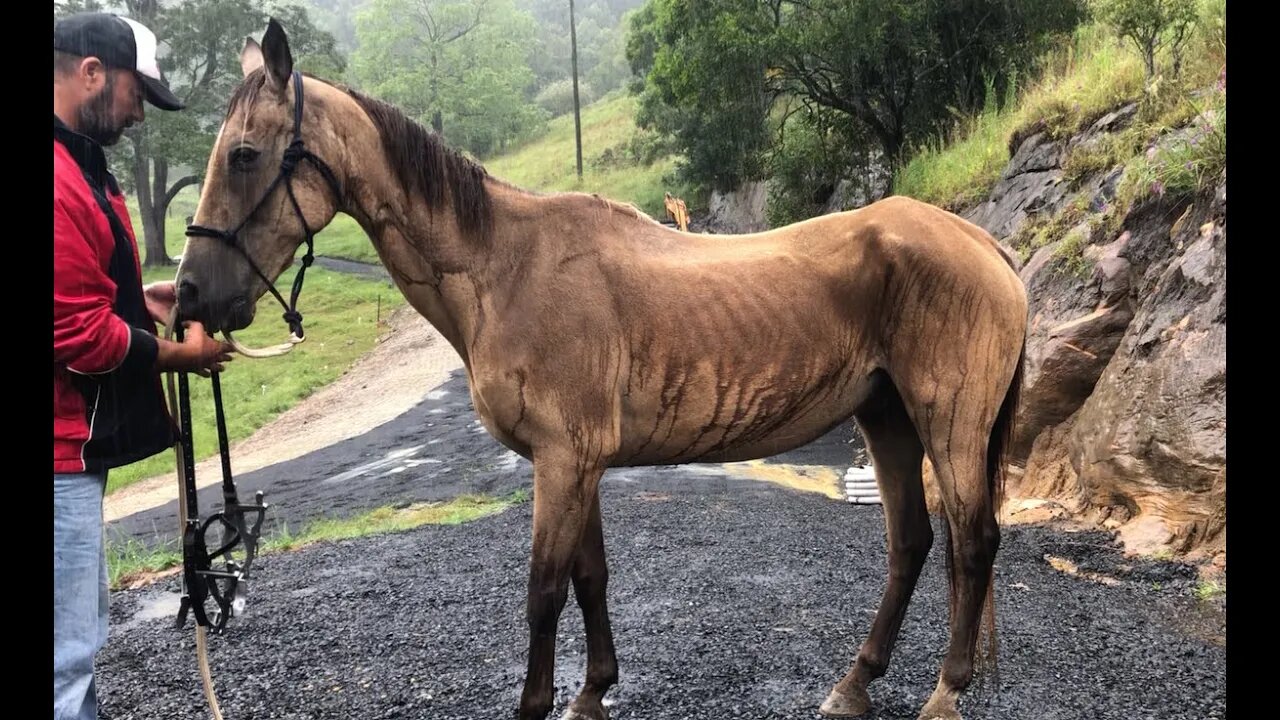 New rescue horse gets his teeth done, his teeth hadn't been done for a long time. Day 9.