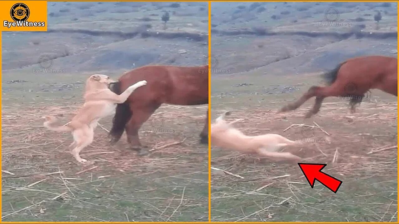 The angry horse kick on dog's face.