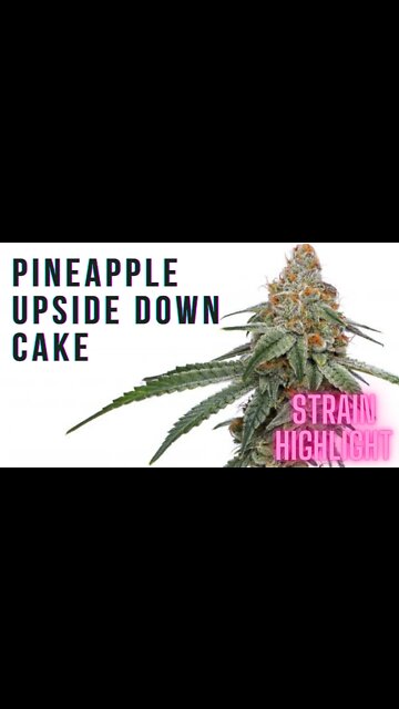 Pineapple Upside Down Cake 🍍 | Strain Review #strainspotlight #strainhighlight #shorts