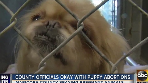 New info on controversial policy that allows spraying of pregnant animals