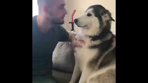 Husky depending scratches