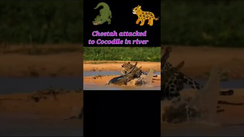 Cheetah attacked to Cocodile in river 2022 #youtubeshorts #shorts #shortvideo