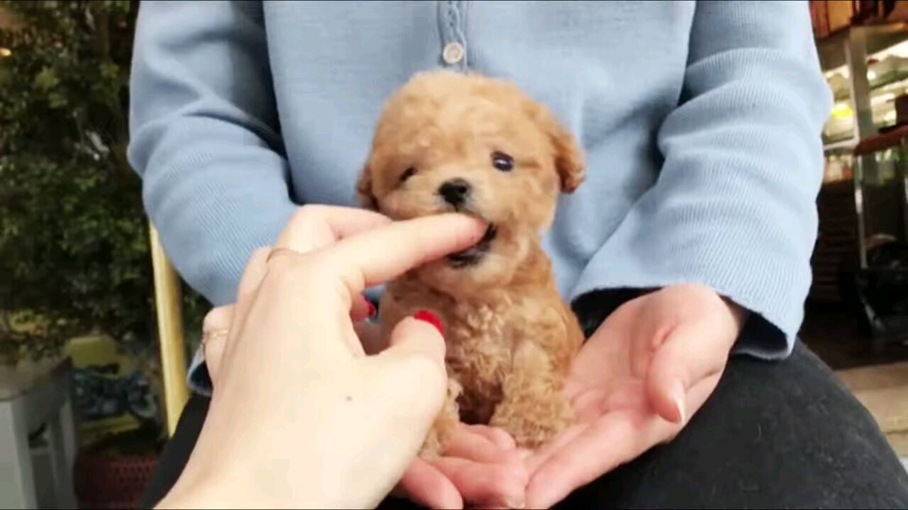 smallest poodle in the world. baby poodle #cute