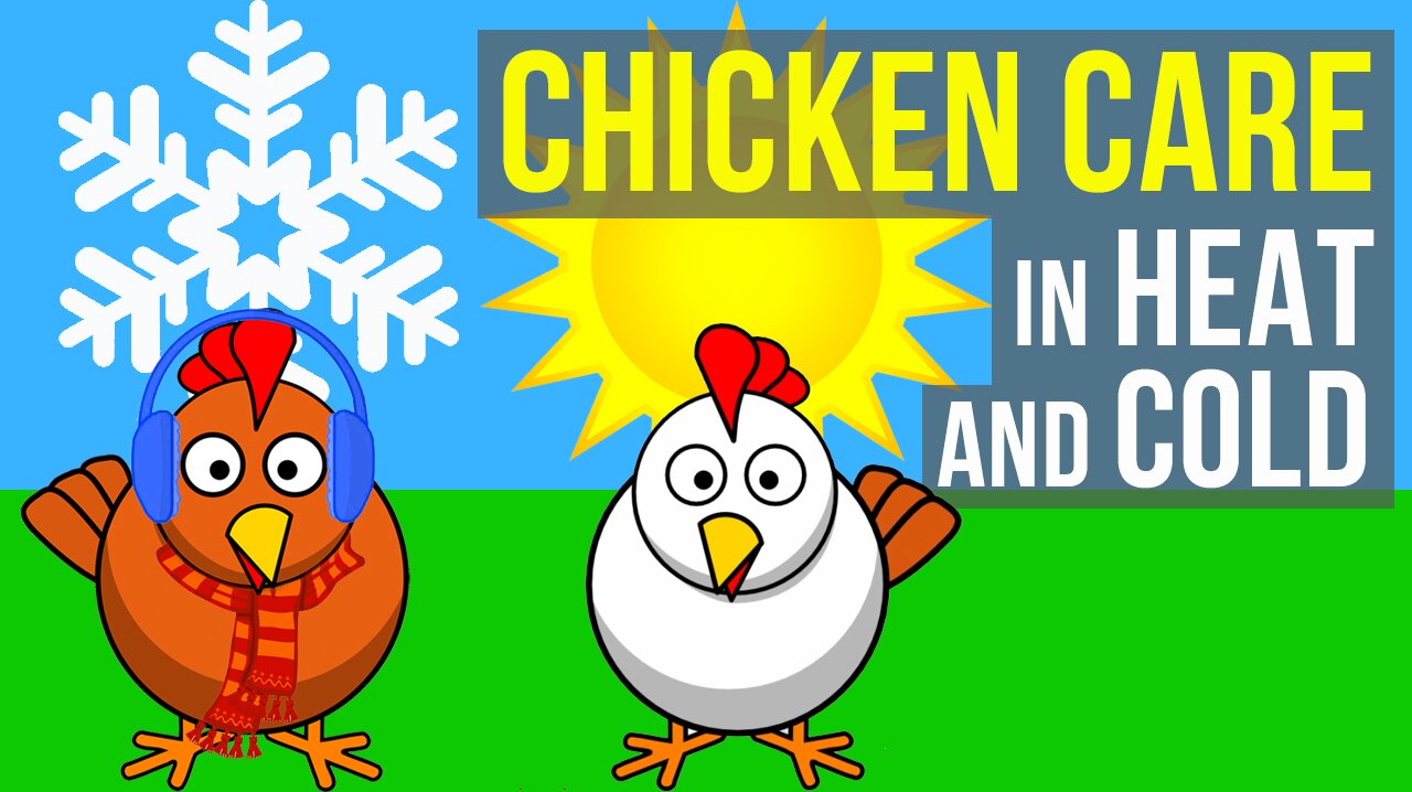 WHAT TO DO WITH CHICKENS IN HOT AND COLD TEMPS!