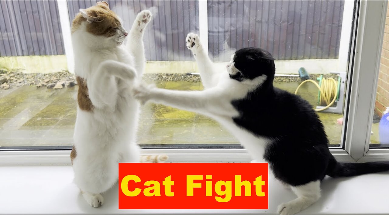 The only one respectful fighting. Funny Animal Videos.