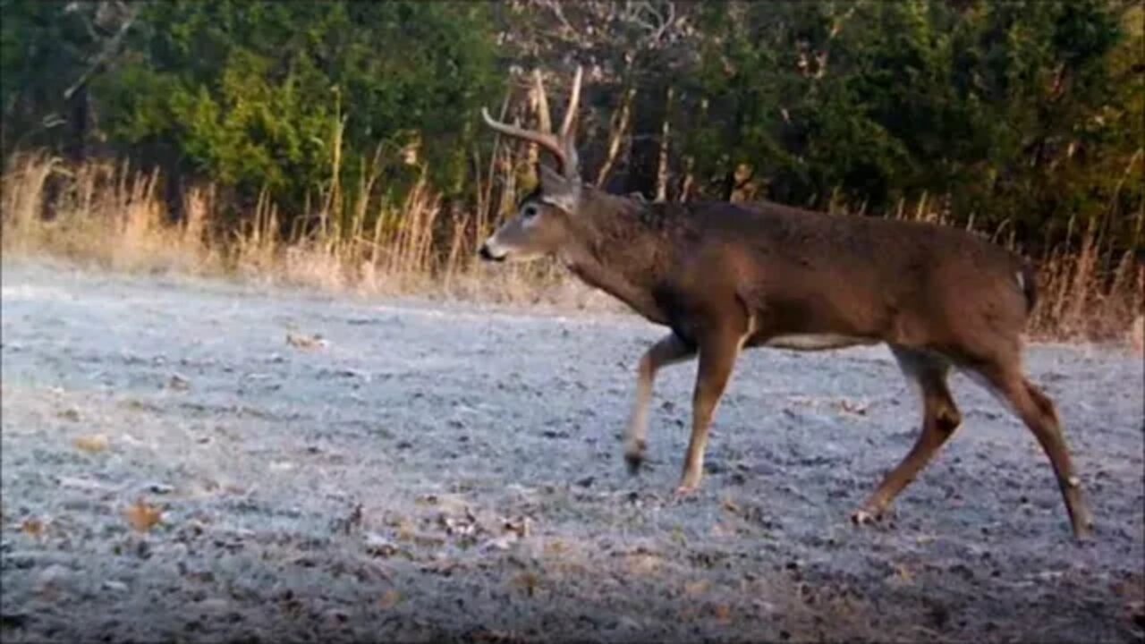 Kentucky Bucks! 2019 Intel, If I only knew then...