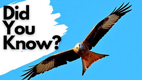 Things you need to know about RED KITES!