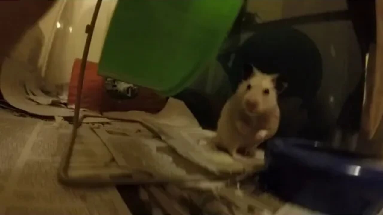 Hamsters do crazy stuff