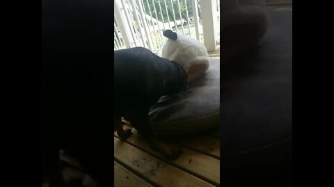 Rottweiler And Panda#Shorts #rottweiler😍💖💜💛