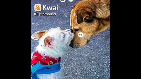 cute_dog 2