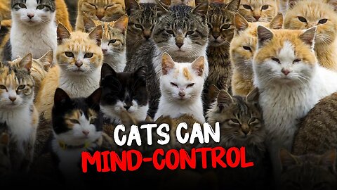 Toxoplasmosis Parasite: How Can Cat Control Our Brain Function