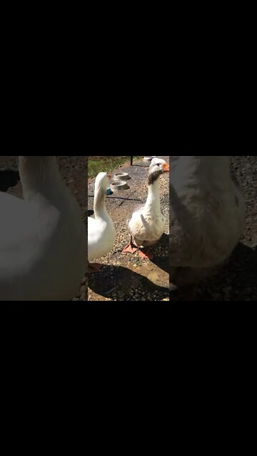 Pilgrim geese second day free ranging in new home