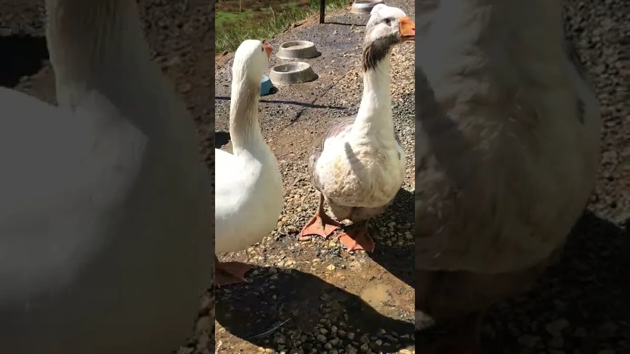 Pilgrim geese second day free ranging in new home