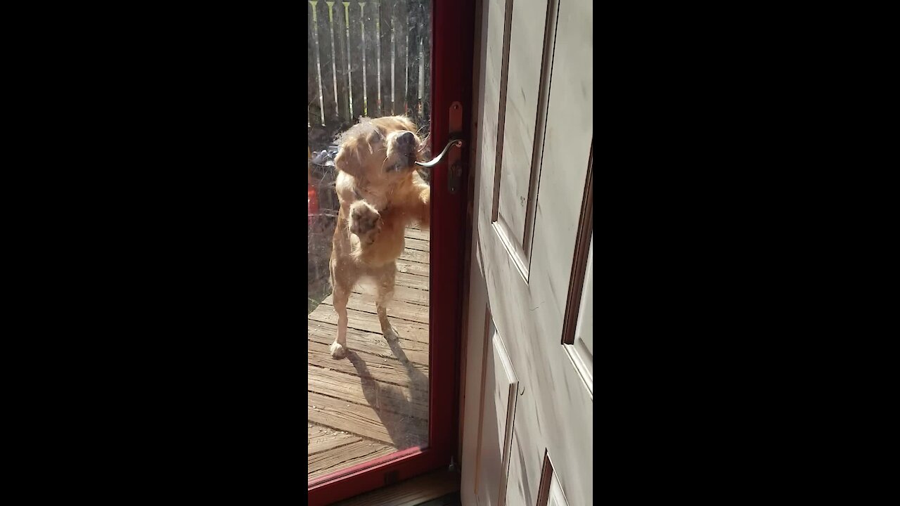 Smart doggy figures out how to open door