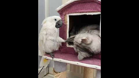 Funny animal