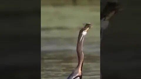 New Farlight 84 Syfer شخصية اصبحت خارقة