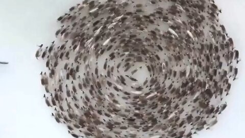 Animals Are Running In Circles