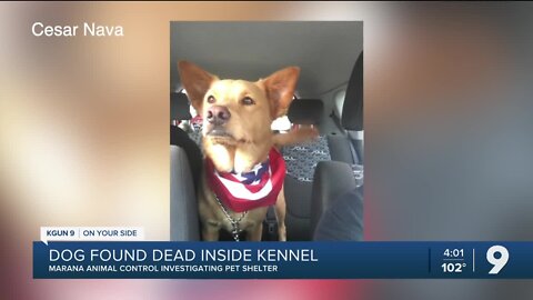 Local 'pet resort' leaves family with dead dog, unanswered questions