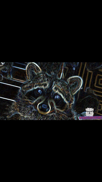 Wild and Crazy Raccoon Wreaking Havoc in our RV Trailer!