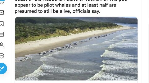 澳大利亞塔斯馬尼亞州西海岸約有 230 頭鯨魚擱淺