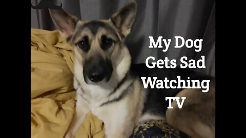 Gerberian Shepsky Watches TV Show Married With Children